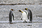 King Penguins