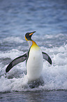 King Penguin