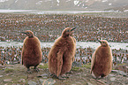 King Penguins