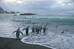 King Penguins