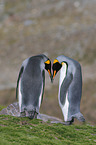 King Penguins