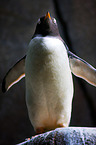 king penguin