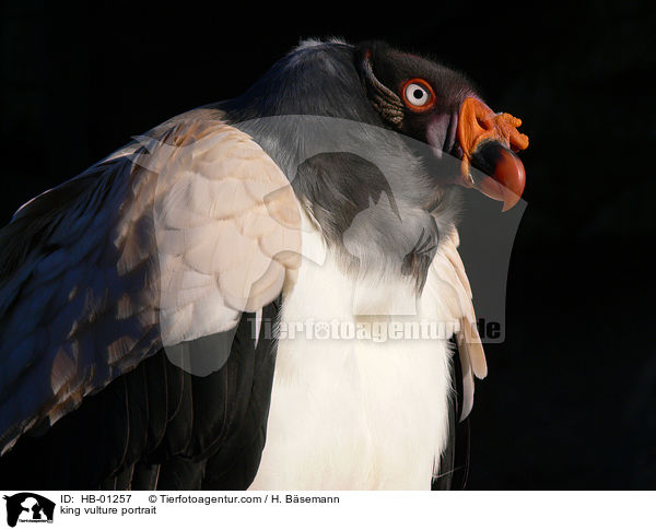 Knigsgeier im Portrait / king vulture portrait / HB-01257