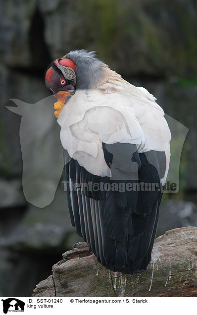 king vulture / SST-01240