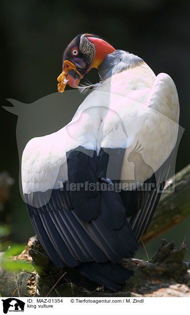 king vulture / MAZ-01354