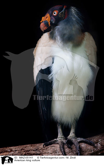 American king vulture / MAZ-05141