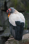 king vulture