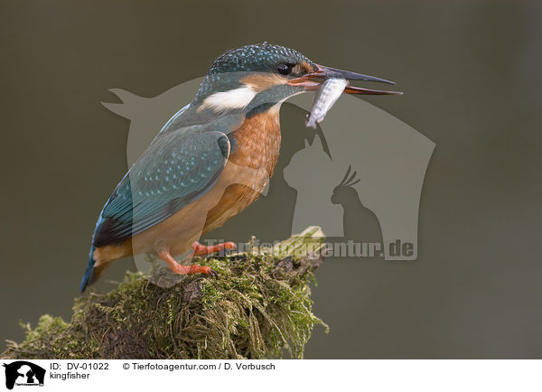 Eisvogel / kingfisher / DV-01022