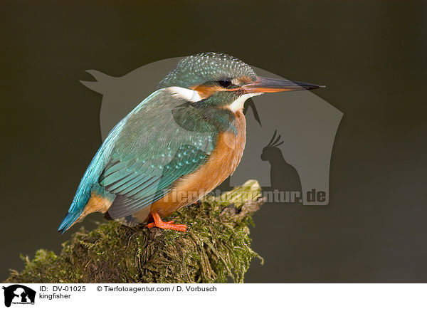 Eisvogel / kingfisher / DV-01025