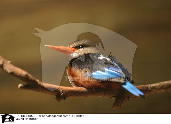 junger Eisvogel / young kingfisher / RR-01858
