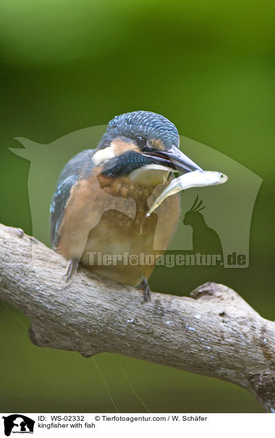 kingfisher with fish / WS-02332