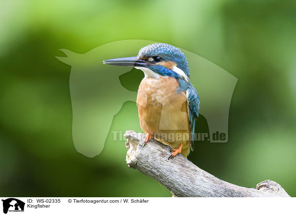 Eisvogel / Kingfisher / WS-02335