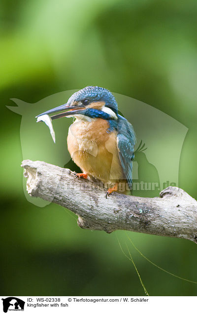 kingfisher with fish / WS-02338