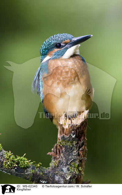 Eisvogel / Kingfisher / WS-02340