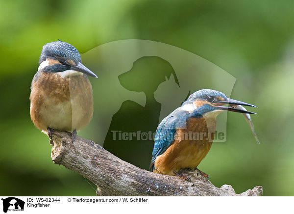 Eisvogel / Kingfisher / WS-02344