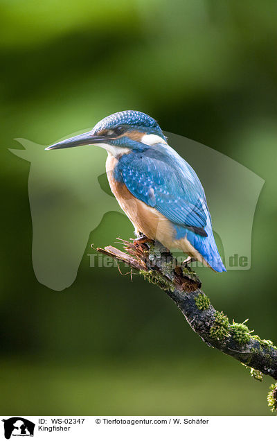 Eisvogel / Kingfisher / WS-02347