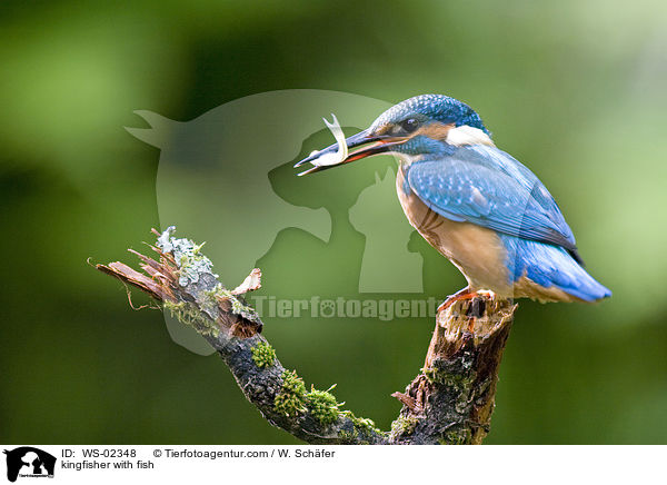 kingfisher with fish / WS-02348