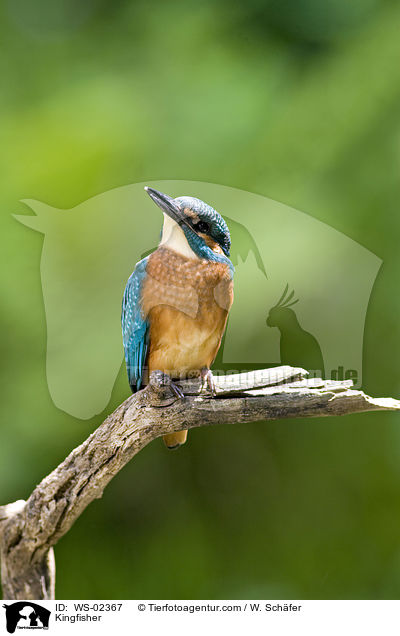 Eisvogel / Kingfisher / WS-02367