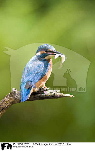 Eisvogel mit erbeutetem Fisch / kingfisher with fish / WS-02370
