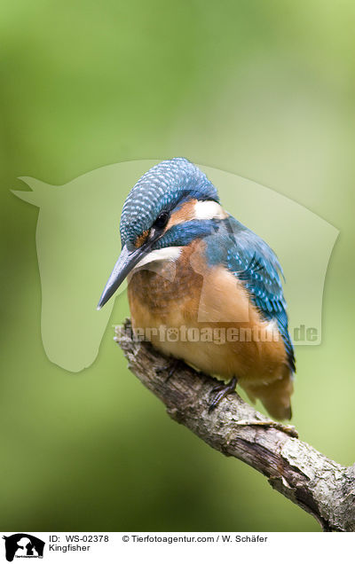 Eisvogel / Kingfisher / WS-02378