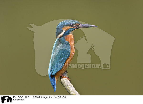 Eisvogel / Kingfisher / SO-01108