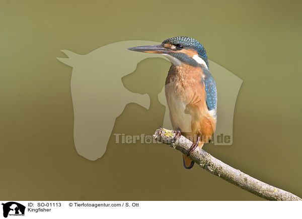 Eisvogel / Kingfisher / SO-01113