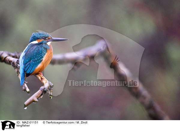 kingfisher / MAZ-01151