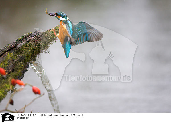 kingfisher / MAZ-01154