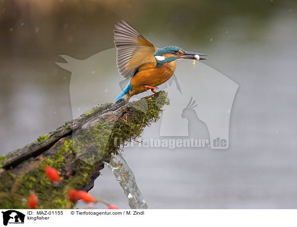 kingfisher / MAZ-01155