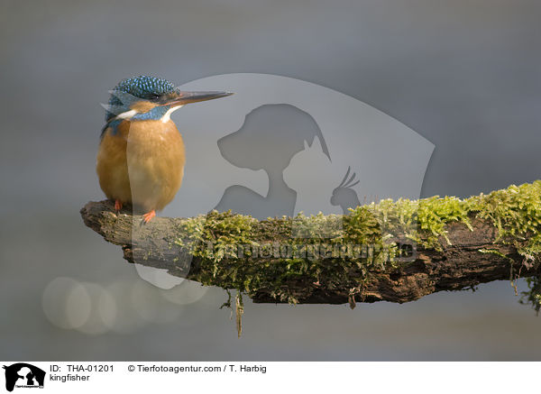 Eisvogel / kingfisher / THA-01201