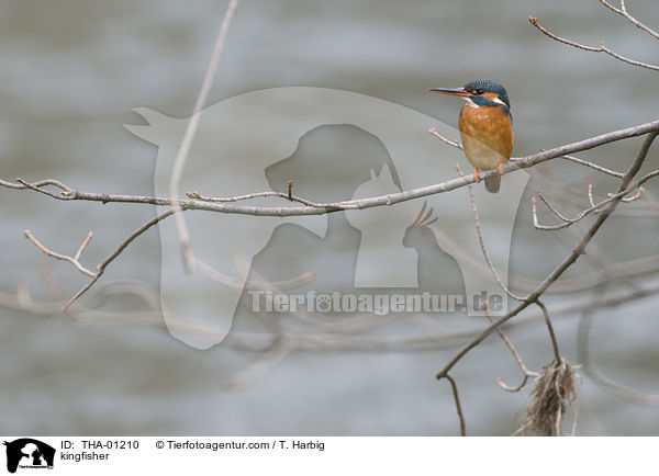 kingfisher / THA-01210