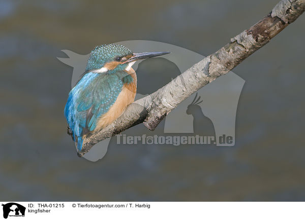 kingfisher / THA-01215