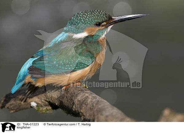 Eisvogel / kingfisher / THA-01223