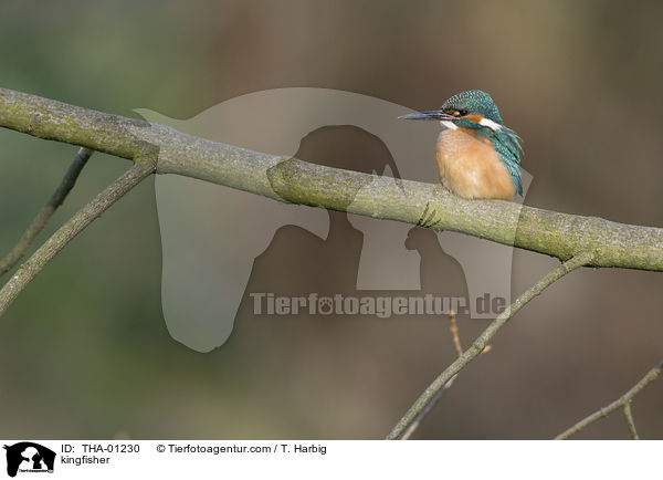 Eisvogel / kingfisher / THA-01230
