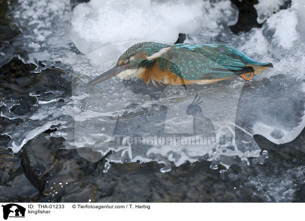 kingfisher / THA-01233