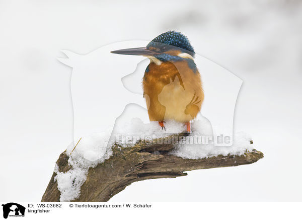 Eisvogel / kingfisher / WS-03682