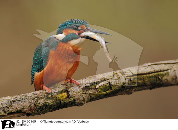 Eisvogel / kingfisher / DV-02105