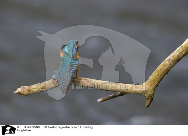 Eisvogel / kingfisher / THA-03509