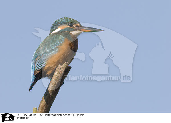 Eisvogel / kingfisher / THA-03516