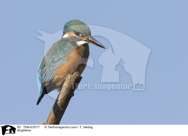 kingfisher / THA-03517