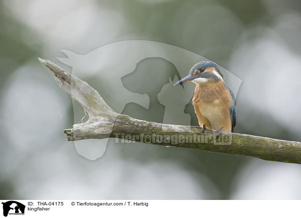 Eisvogel / kingfisher / THA-04175