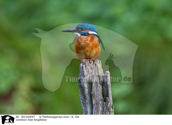 Eisvogel / common river kingfisher / SO-02647