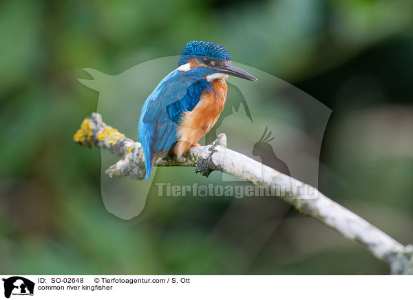 Eisvogel / common river kingfisher / SO-02648