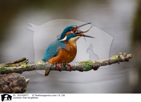 Eisvogel / common river kingfisher / SO-02677