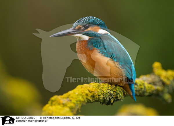 Eisvogel / common river kingfisher / SO-02689