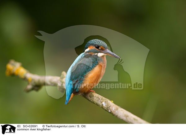 Eisvogel / common river kingfisher / SO-02691