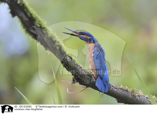 Eisvogel / common river kingfisher / DV-03260