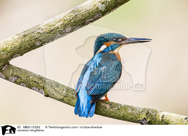 Eisvogel / common kingfisher / MBS-15282