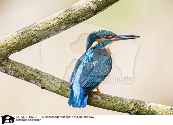 common kingfisher / MBS-15282