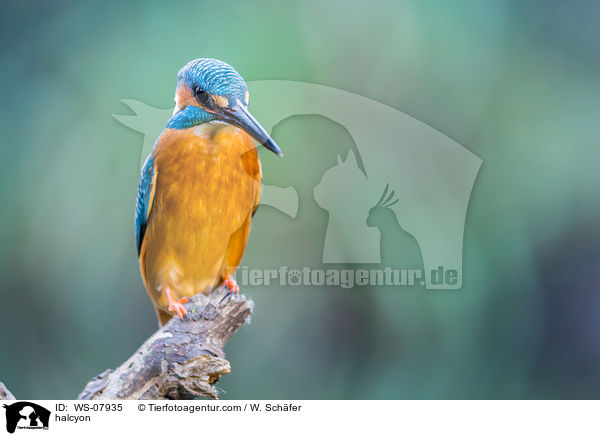 Eisvogel / halcyon / WS-07935